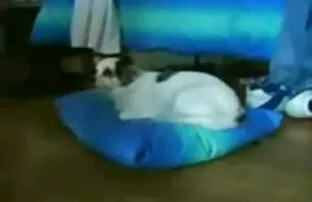 વિકલાંગ જાતિમાં વ્હીલચેર્સ