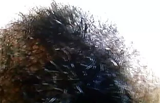 વાળની ​​હિપ્પી 5