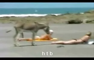 ફન .4. Htb