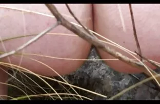 મોટા રુવાંટીવાળું બટ્ટ આઉટડોર